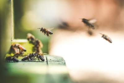 蜜蜂在半空中飞行的浅焦摄影